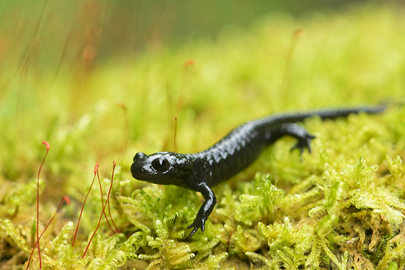 Kleine Alpenlandsalamander | Salamandra atra op mos in Oostenrijk