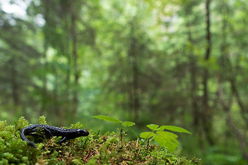 Alpenlandsalamander | Salamandra atra Oostenrijk