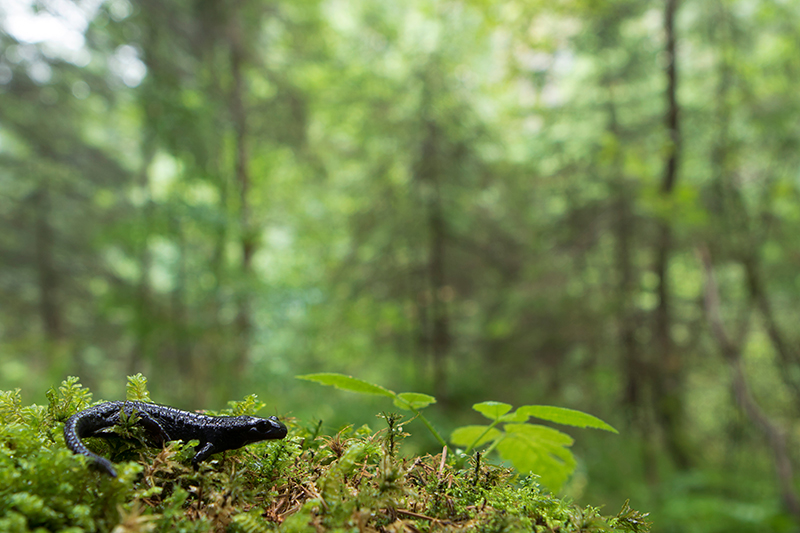 Alpenlandsalamander | Salamandra atra in het bos in Oostenrijk