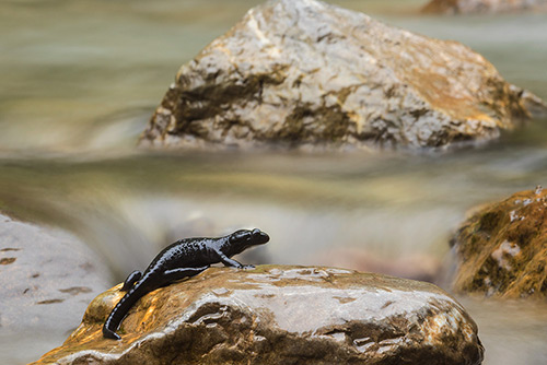 Alpenlandsalamander | Salamandra atra bij waterval