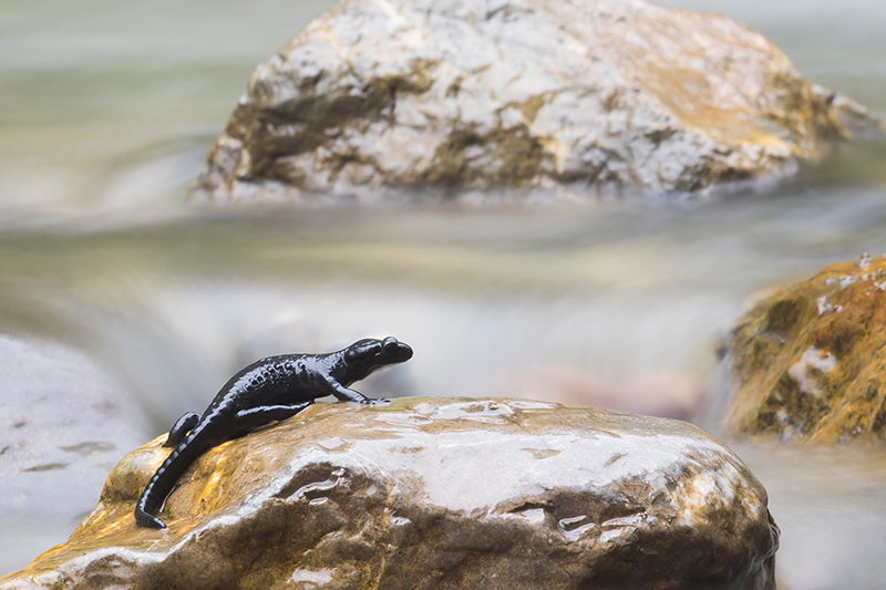 Alpenlandsalamander | Salamandra atra bij waterval in Oostenrijk