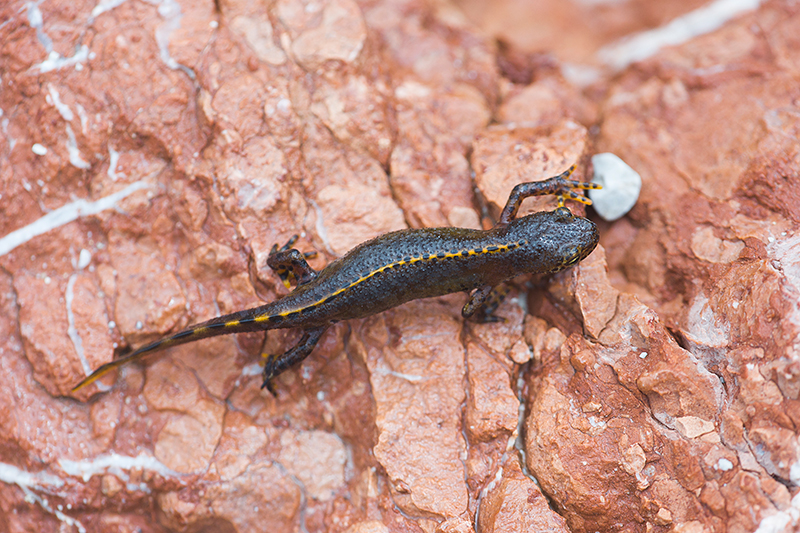 ALpenwatersalamander op rode steen.