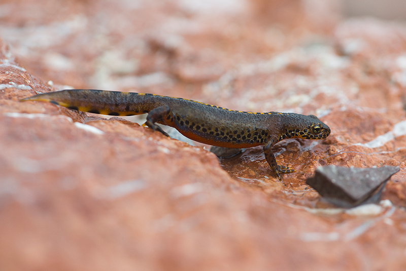 Alpenwatersalamander | Triturus alpestris op steen