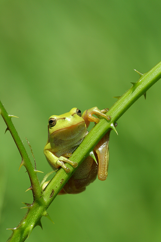 Nederlandse Boomkikker | Hyla arborea in Drenthe