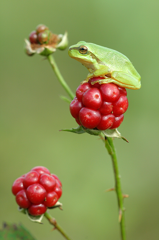 Nederlandse Boomkikker | Hyla arborea in Drenthe