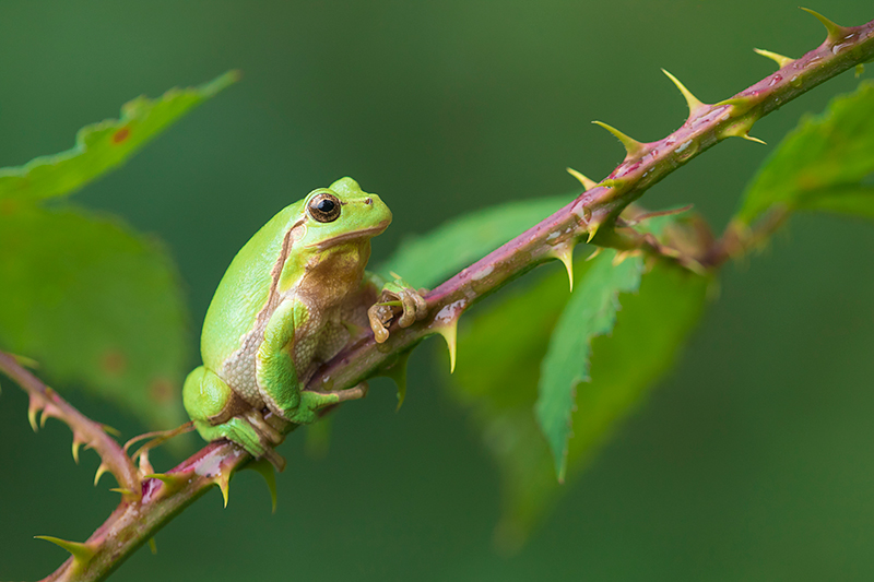 Nederlandse Boomkikker | Hyla arborea in Drenthe