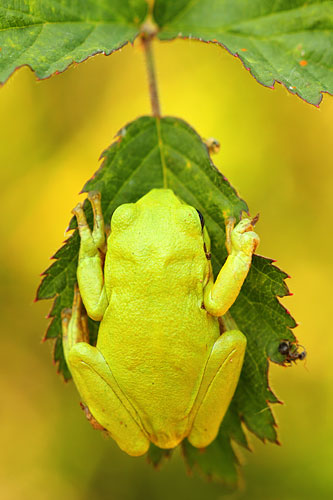 Nederlandse Boomkikker | Hyla arborea in Drenthe