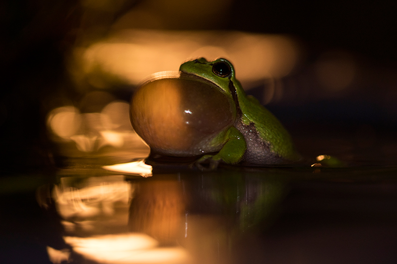 Nederlandse Boomkikker | Hyla arborea in Drenthe