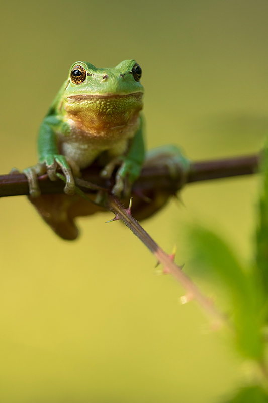 Nederlandse Boomkikker | Hyla arborea in Drenthe