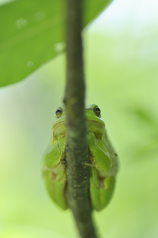 Boomkikker | Hyla arborea.
