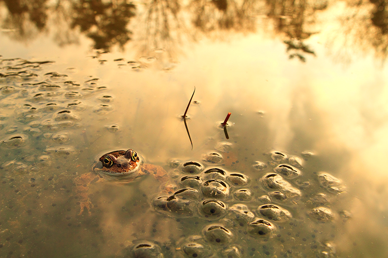 Bruine kikker | Rana temporaria in het water tussen kikkerdril