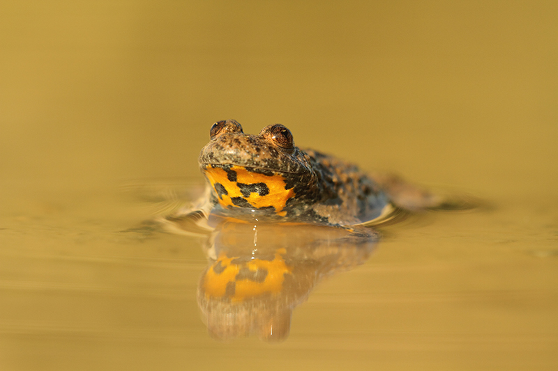 Portret Zeldzame Geelbuikvuurpad | Bombina variegata in Limburg