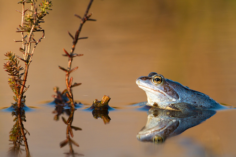 Blauwe Heikikker | Rana arvalis mannetje