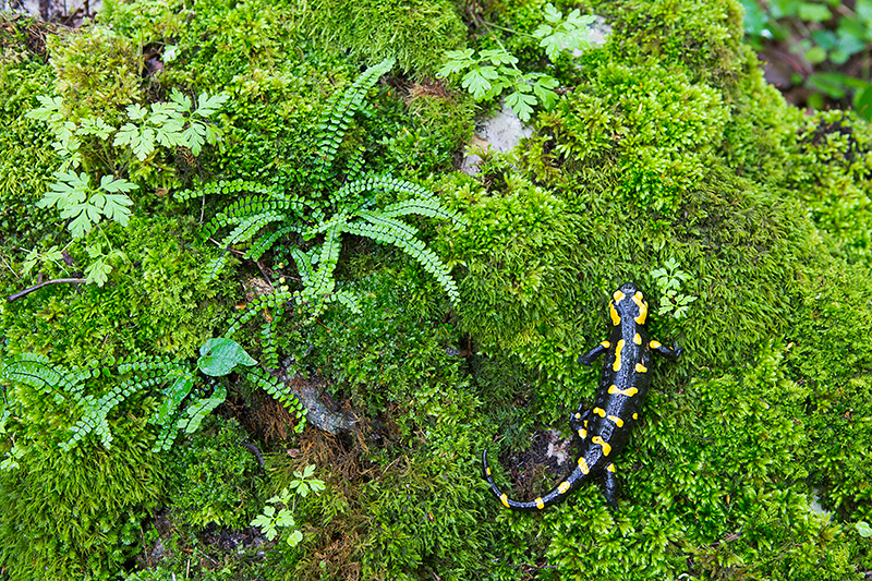 Vuursalamander | Salamandra salamandra
