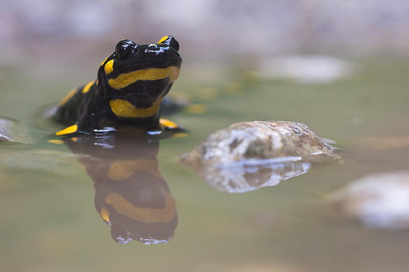 Vuursalamander | Salamandra salamandra