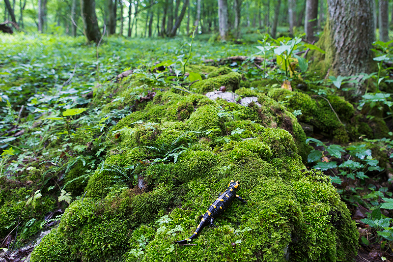 Vuursalamander | Salamandra salamandra