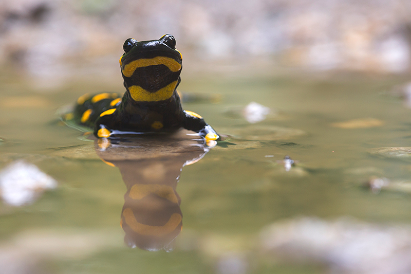 Vuursalamander | Salamandra salamandra