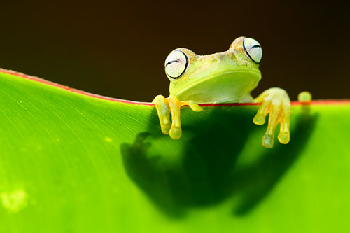 Gladiator frog - Hyla Rosenberg - Boomkikker