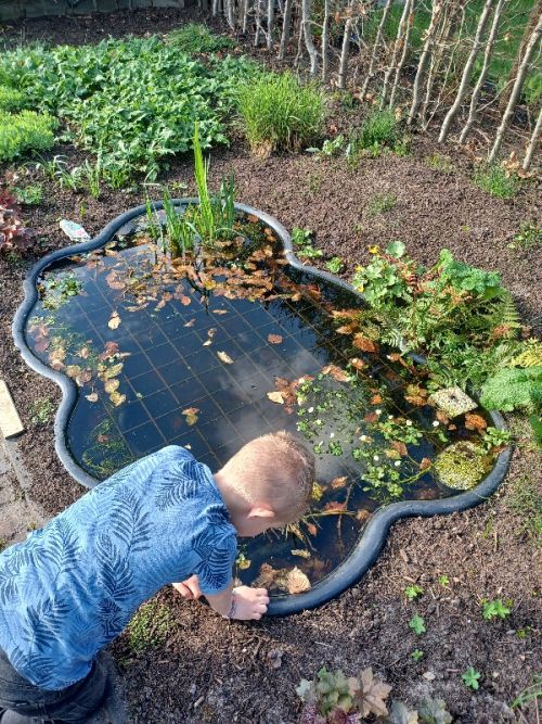 Tuinvijver vol met waterbeestjes.