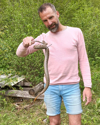 Volwassen Zandadder | Vipera ammodytes in Slovenie