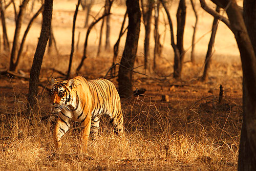 Ranthambore NP met Bengaalse tijger