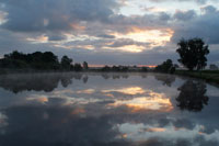 Woldlakerbos