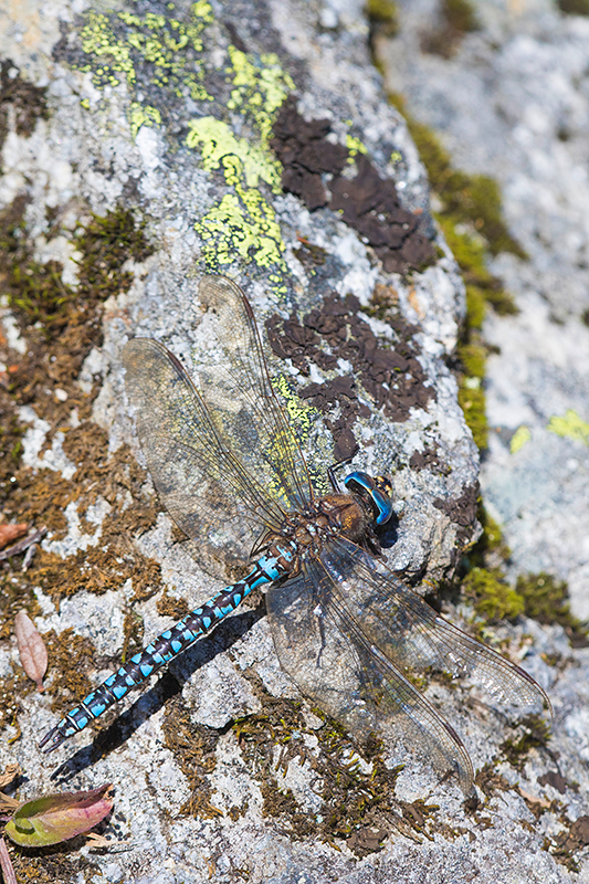 Azuurglazenmaker | Aeshna caerulea in Oostenrijk