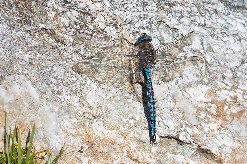 Azuurglazenmaker | Aeshna caerulea warmt op op een steen.