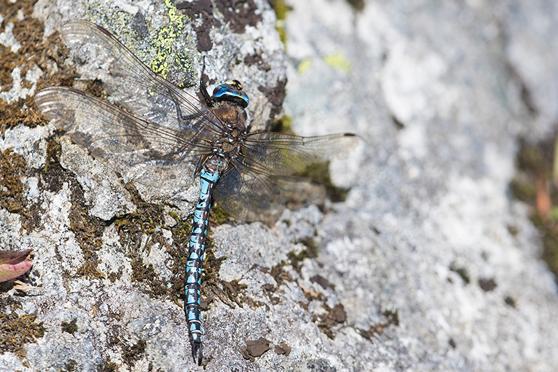 Mannetje Azuurglazenmaker | Aeshna caerulea op steen in Oostenrijk.
