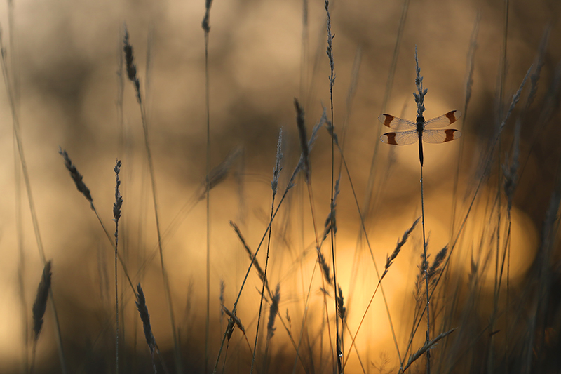 Bandheidelibel | Sympetrum pedemontanum