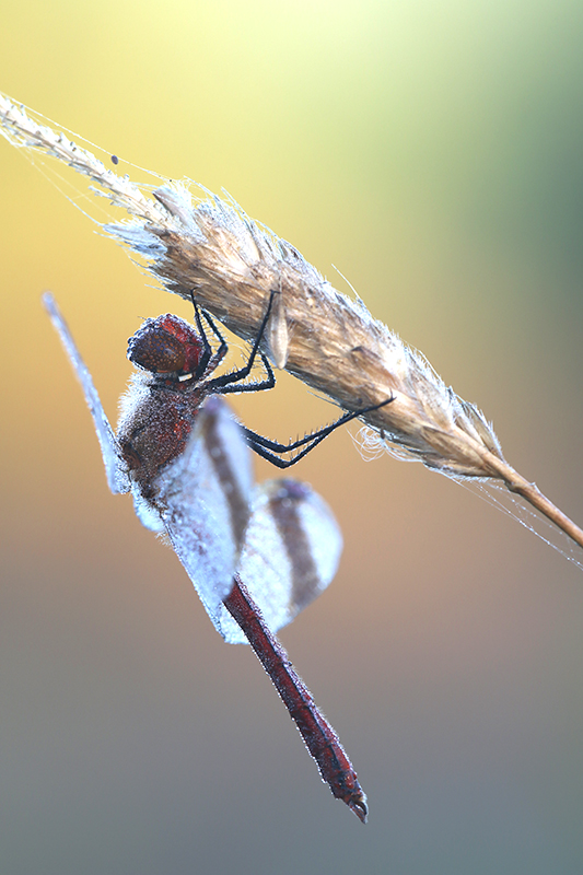 Bandheidelibel | Sympetrum pedemontanum