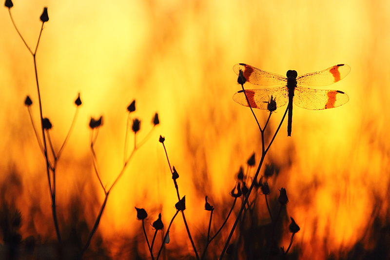 Bandheidelibel | Sympetrum pedemontanum