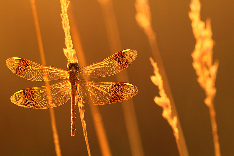 Bandheidelibel | Sympetrum pedemontanum