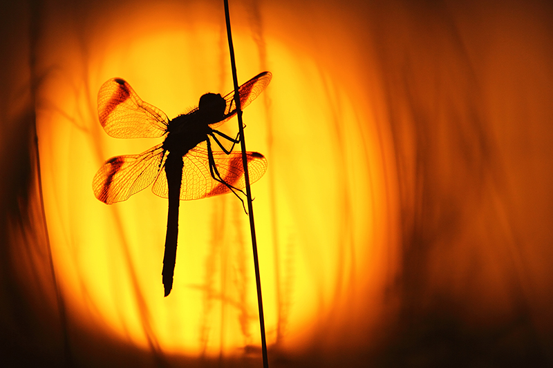 Silhoutte Bandheidelibel | Sympetrum pedemontanum