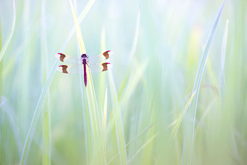 Libellen fotograferen Bandheidelibel | Sympetrum pedemontanum