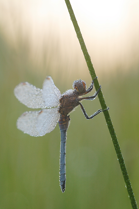 Beekoeverlibel | Orthetrum coerulescens