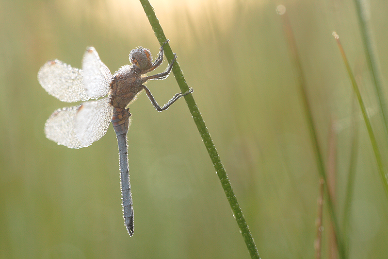 Mannetje Beekoeverlibel | Orthetrum coerulescens met dauw