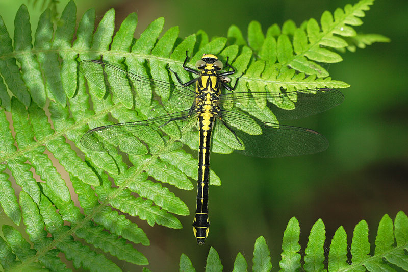 Beekrombout | Gomphus vulgatissimus