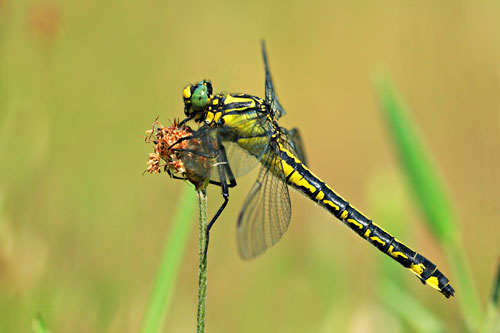 Beekrombout | Gomphus vulgatissimus