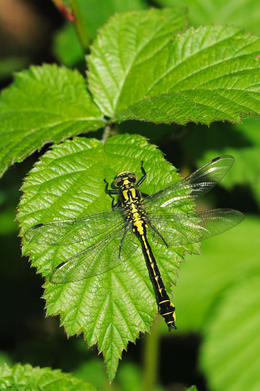 Beekrombout | Gomphus vulgatissimus