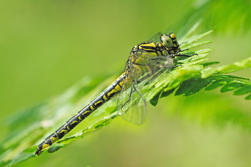 Beekrombout | Gomphus vulgatissimus