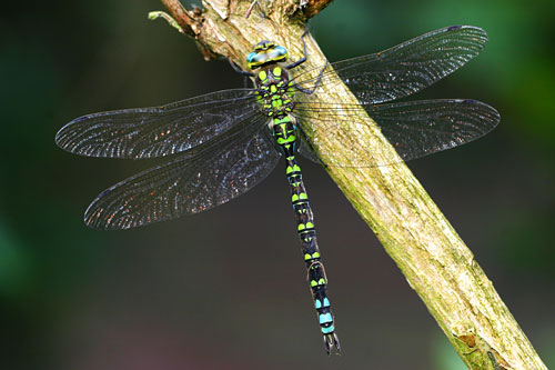 Mannetje Blauwe glazenmaker | Aeshna cyanea
