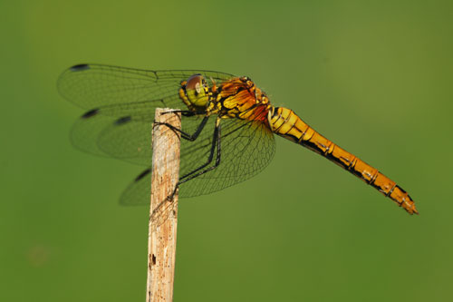 Bloedrode heidelibel | Sympetrum sanguineum