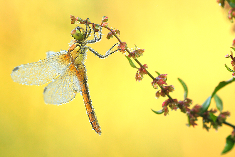 Vrouwtje Bloedrode heidelibel | Sympetrum sanguineum