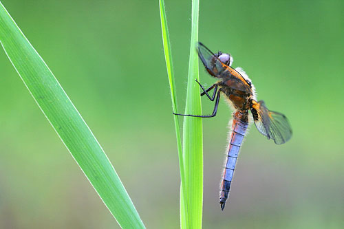 Bruine korenbout | Libellula fulva