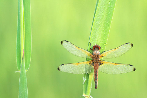 Bruine korenbout | Libellula fulva