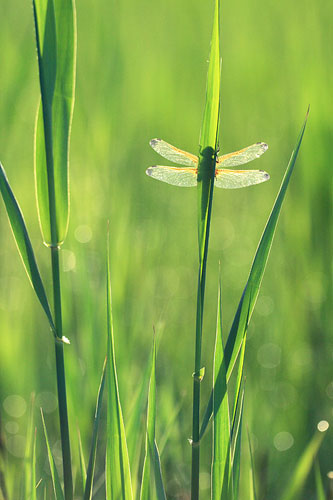 Bruine korenbout | Libellula fulva