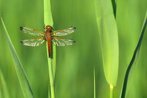 Bruine korenbout | Libellula fulva