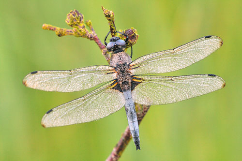 Bruine korenbout | Libellula fulva