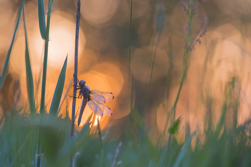 Bruine korenbout met bokeh